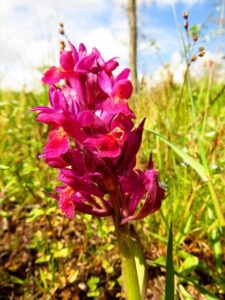 Orchidea Sambucina