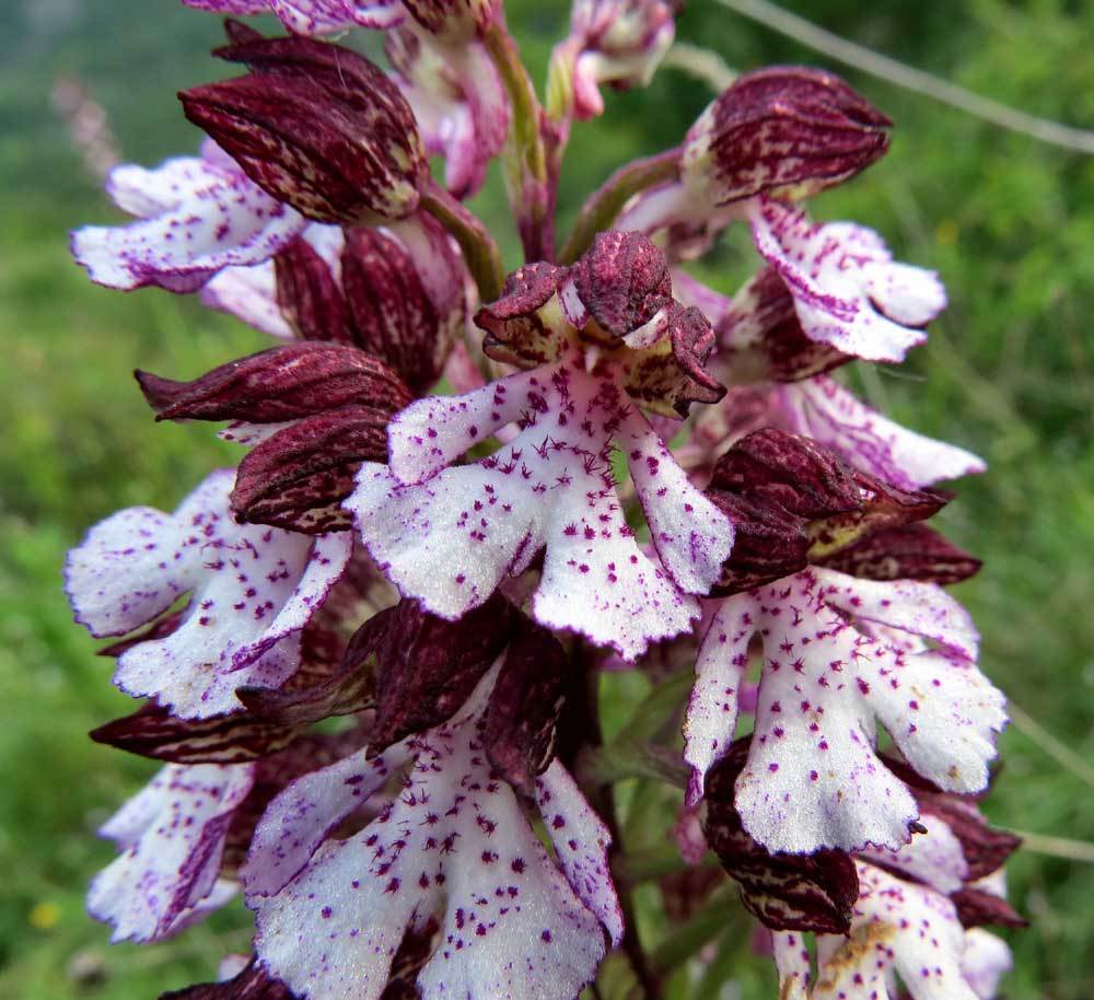 Orchidea maggiore