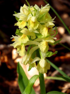 Orchidea Sambucina