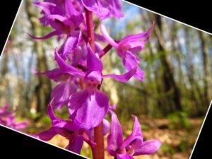 Orchidea Maschia