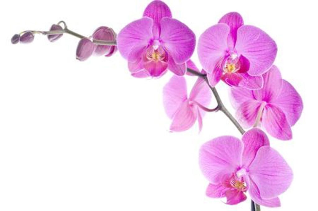 Orchidea