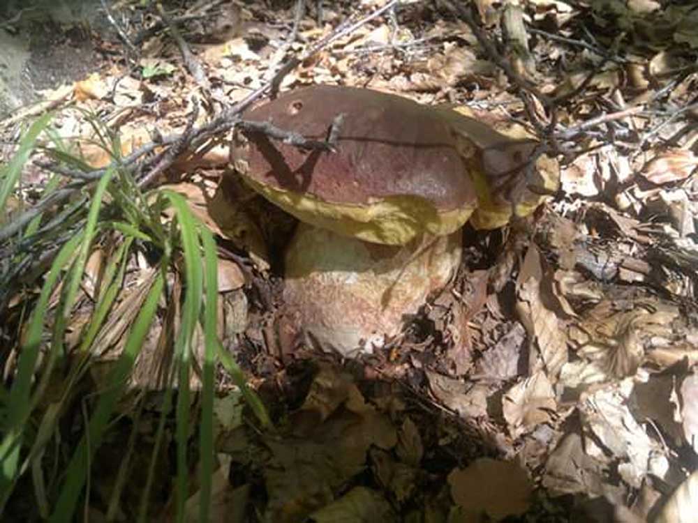 Boletus Pinophilis