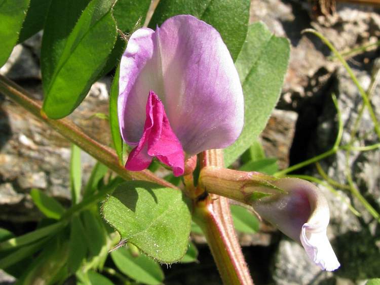 Vicia sativa (foto di Daniela Longo)