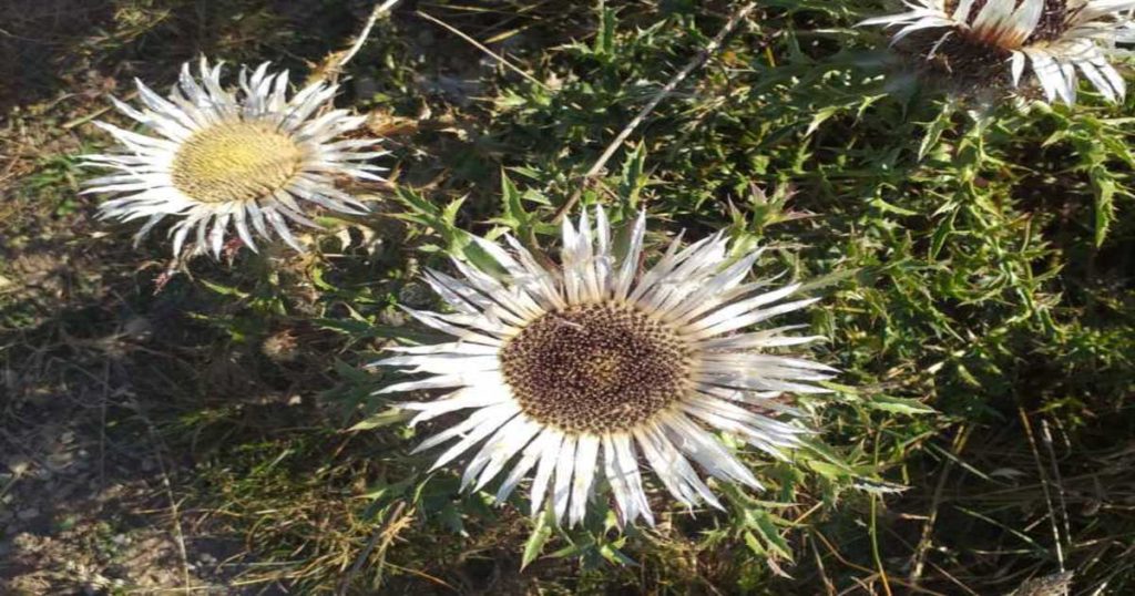 La Carlina