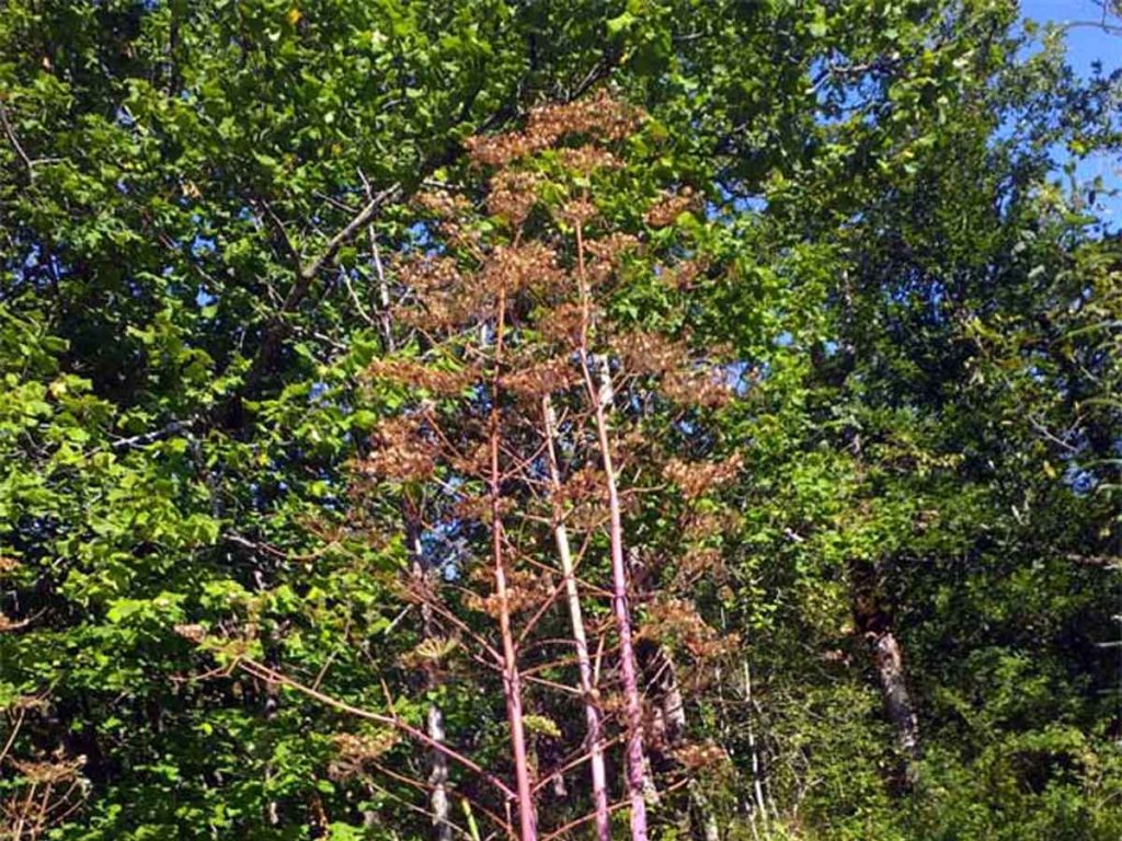 Ferula (Fontanaluccia)