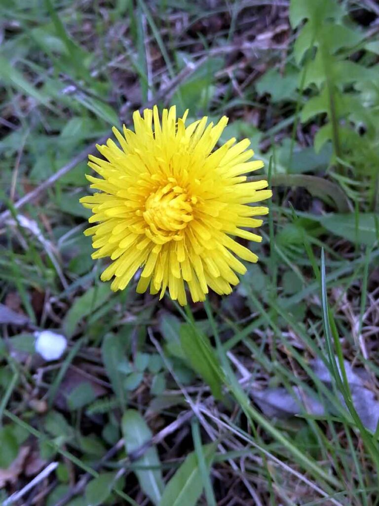 Fiore di tarassaco