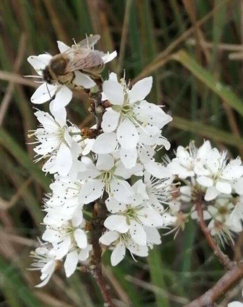 Fiori di prugnolo