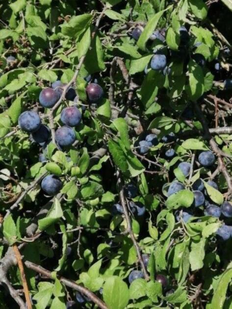 Drupe mature di prugnolo