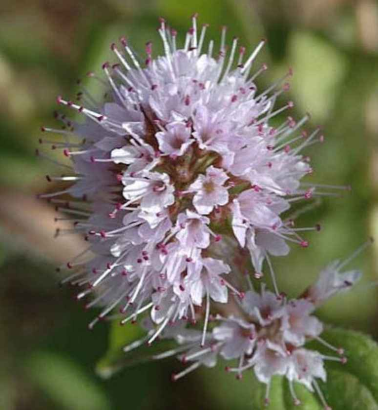 ORIGANO (Origanum vulgare L)