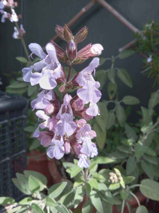 SALVIA (Salvia officinalis)