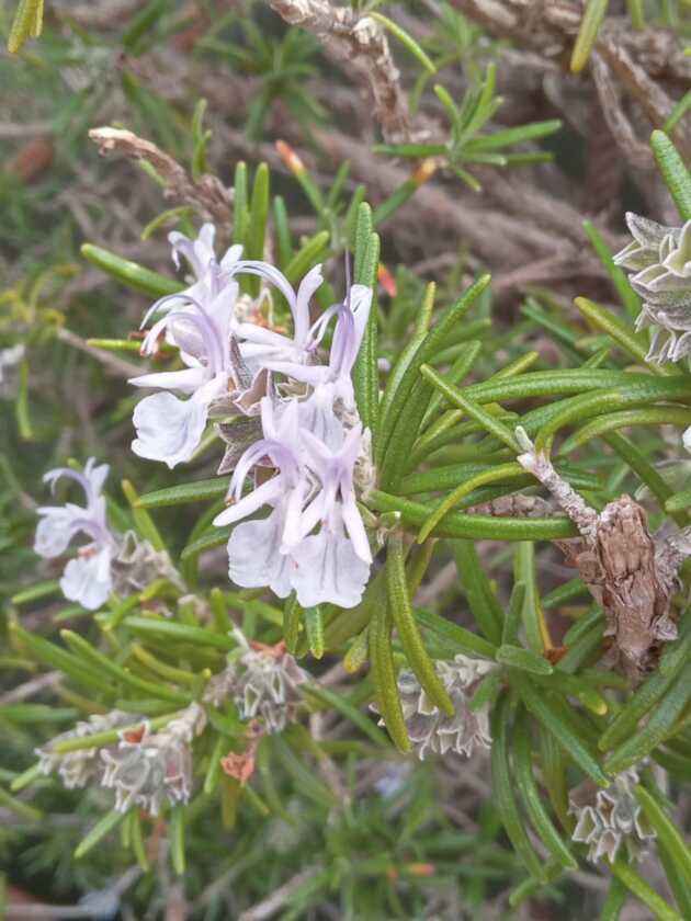 ROSMARINO (Rosmarinus officinalis L.)