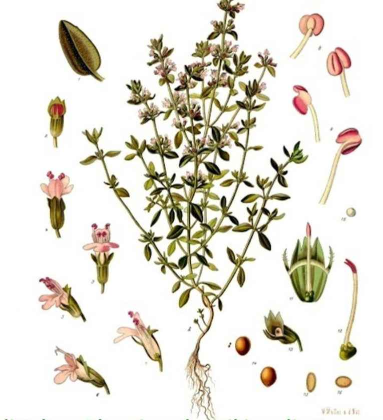 TIMO (Thymus vulgaris)